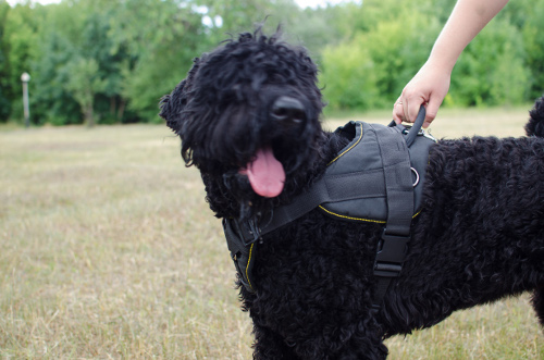 Black Russian Terrier K-9 Harness Nylon 