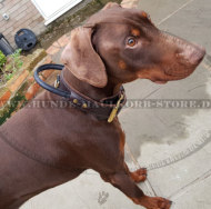 Kontrollhalsband mit Handschlaufe für Dobermann Training