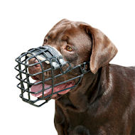 Basket Dog Muzzle for Labrador, Covered by Black Rubber