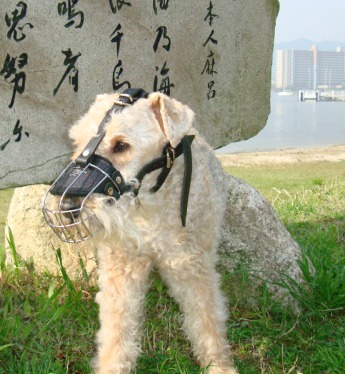 Drahtmaulkorb fuer Lakeland Terrier