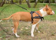 Ledergeschirr für Aktivitäten mit Amstaff Ledergeschirr für Aktivitäten mit Amstaff