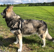 Service Hund Geschirr für Australian Shepherd