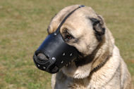 Leather dog muzzle "Everyday" for Kaukazian Ovcharka