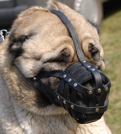 Light leather dog muzzle