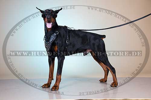 Padded Dog Harness with Pyramids for Doberman 
