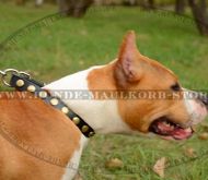 Luxus Lederhalsband für Amstaff