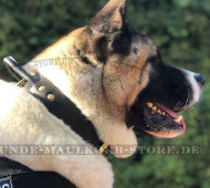 Leder-Hundehalsband mit Handschlaufe für Akita Inu