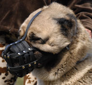 Caucasian Shepherd Leather Dog Muzzle with Super Ventilation
