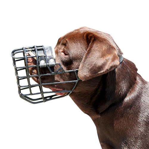 wire basket dog muzzle for Labrador