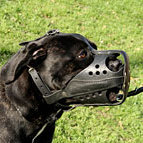 Cane Corso Muzzle of Leather with Optimum Ventilation