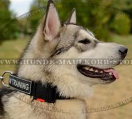 Alaskan Malamute Nylon Halsband mit Klettlogos