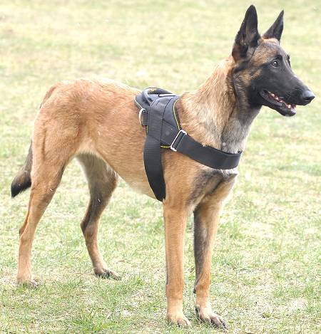 nylon dog harness