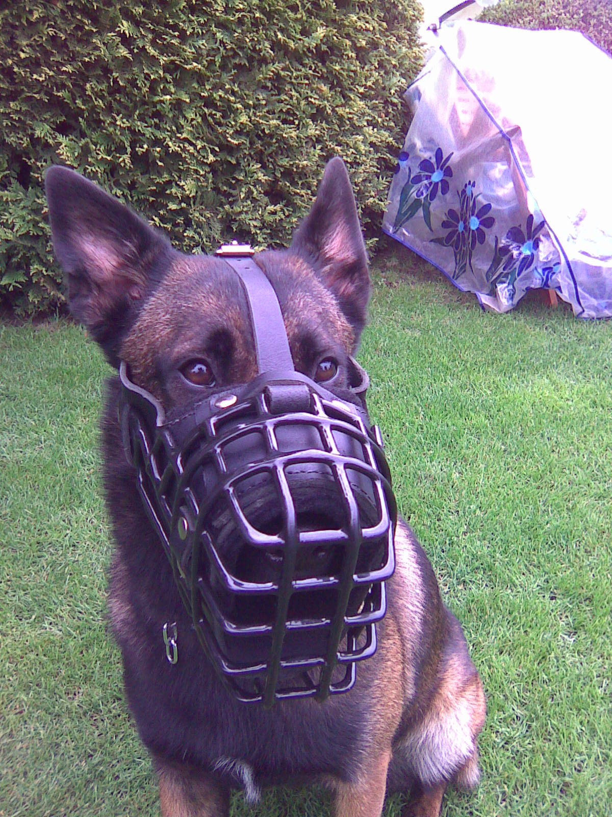 Protection Work Dog Muzzle for Malinois