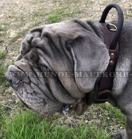 Mastiff Halsband mit Handschlaufe für Agilität und Training