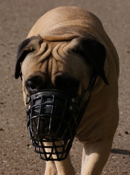 Wire dog muzzle for Mastiff
