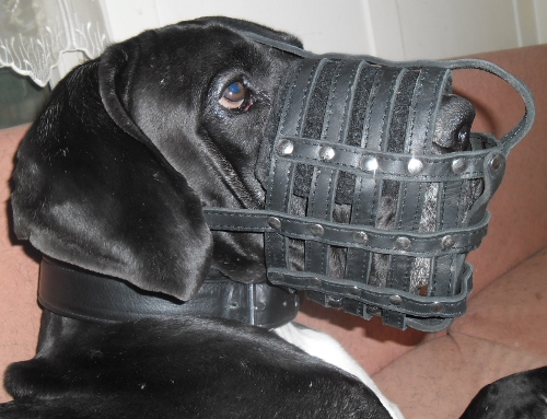 Dog s muzzle Great Dane