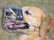 Wire Dog Muzzle for Golden Retriever Free Drinking!