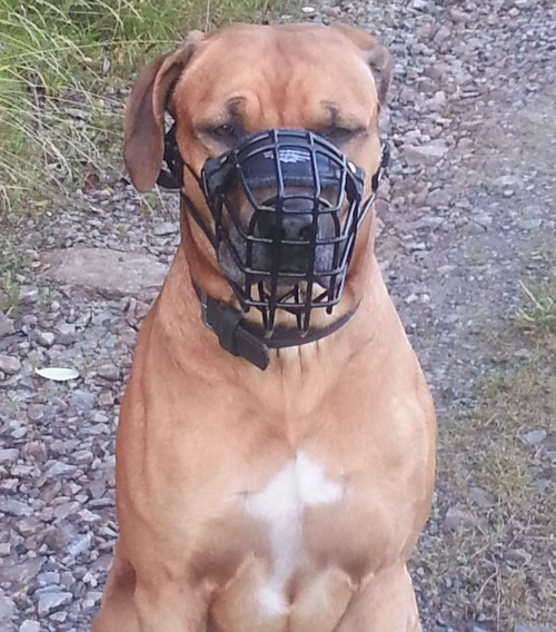 Maulkorb fuer Ridgeback