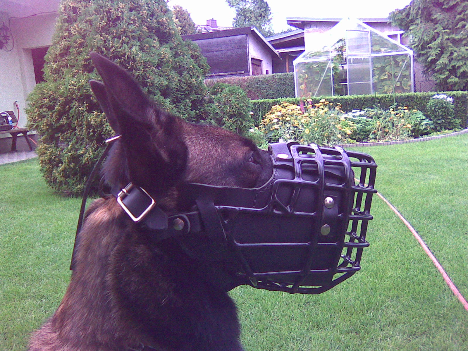 Protection Work Dog Muzzle