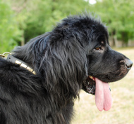 Studded Collar for Newfoundland | Newfie Collar with Plates