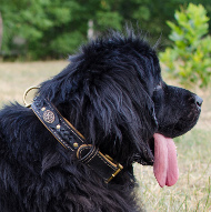 Braided Collar for Newfie | Newfoundland Collar Wide