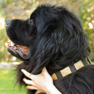 Collar with Plates for Newfoundland | Leather Collar for Newfie