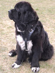 Protection/Attack Leather Dog Harness for Newfoundland Protection/Attack Leather Dog Harness for Newfoundland