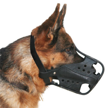 German Shepherd muzzle