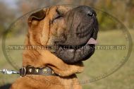 Leather collar for Shar-Pei with Studs