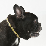 Nietenhalsband für Fr. Bulldogge | Leder Halsband mit Nieten