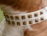 Lederhalsband Weiß für Amstaff Lederhalsband Weiß für Amstaff