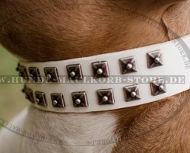 Lederhalsband Weiß für Amstaff Lederhalsband Weiß für Amstaff