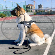 Nylon Hundegeschirr Sport und Trainings mit Akita Inu