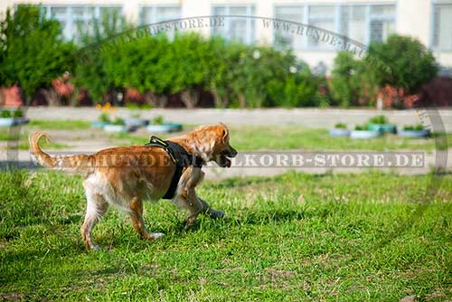 Golden Retriever Dog Harness Nylon 