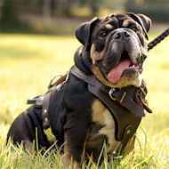 Englische Bulldogge Hundegeschirr aus Leder für Englische Buli - zum Schließen ins Bild klicken