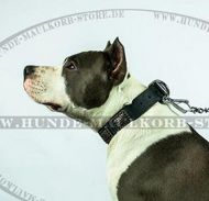 Amstaff leather collar with brass plates