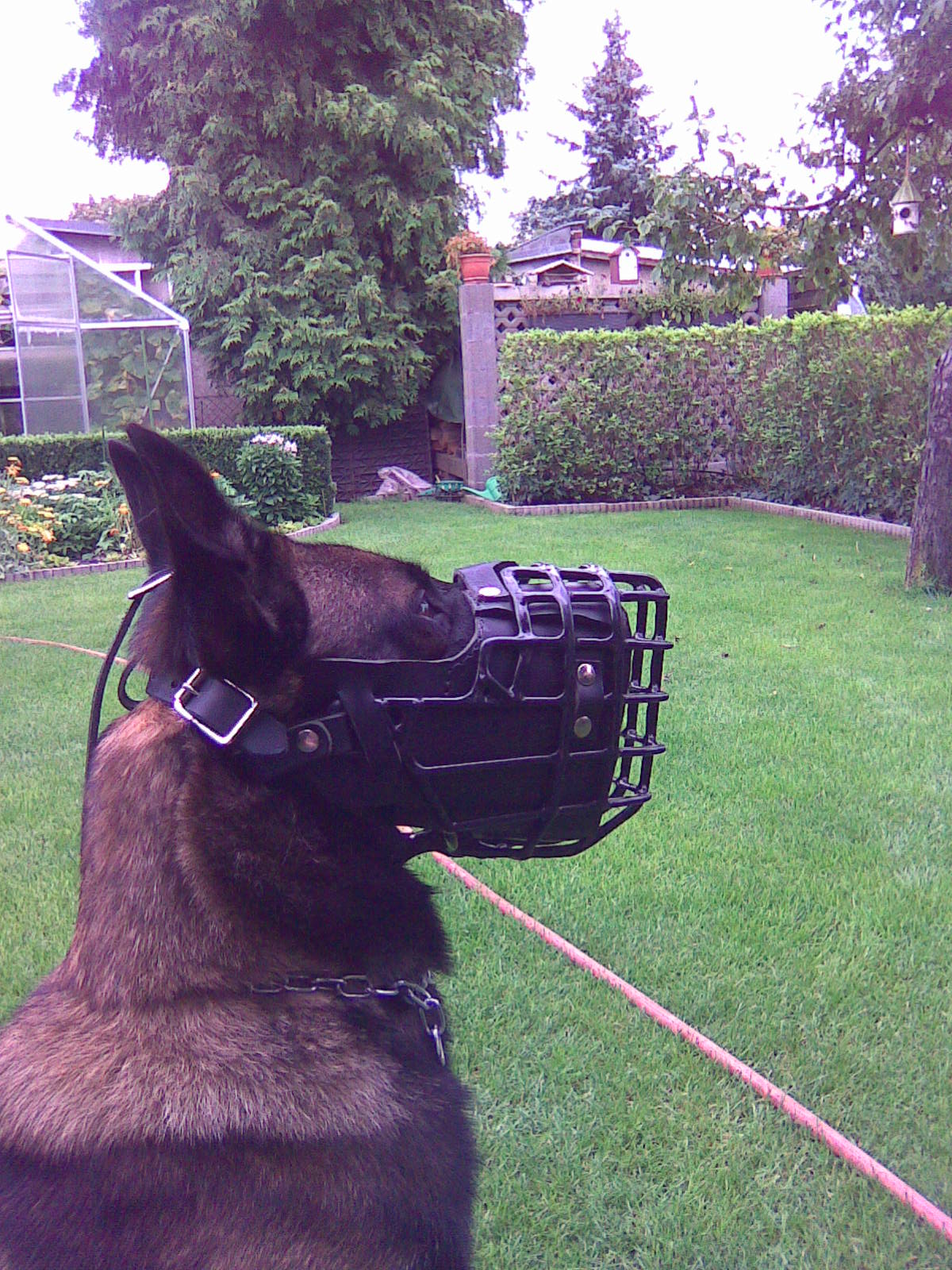 Protection Work Dog Muzzle