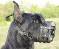 Muzzle Leather for Giant Schnauzer