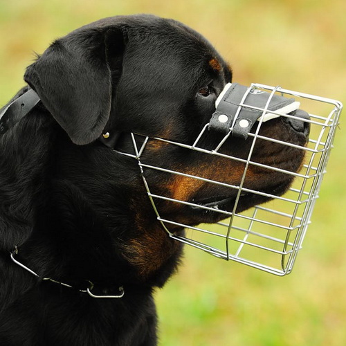 wire dog muzzle