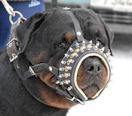 Spiked Royal Leather Dog Muzzle for Rottweiler