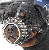 Spiked Royal Leather Dog Muzzle for Rottweiler