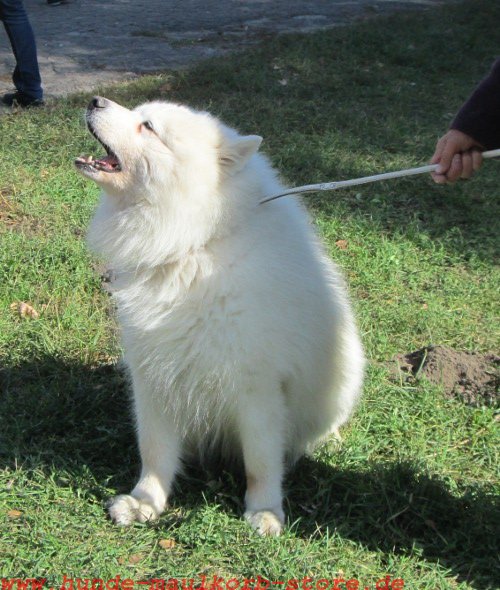 Ihr Hund bellt sehr oft. Was macht man? Der Maulkorb, Hundemaulkorb
