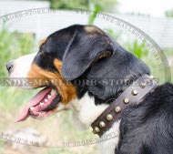 Decorative Dog Collar with Studs | Dog Collar for Sennenhund