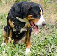 Swiss Mountain Dog Harness Nylon | Super Chest Harness