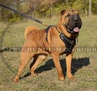 Padded Dog Harness for Sharpei Training, Leather Trick!