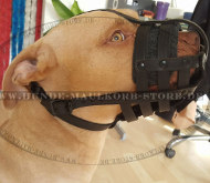 Pitbull Everyday Leather Dog muzzle with super ventilation