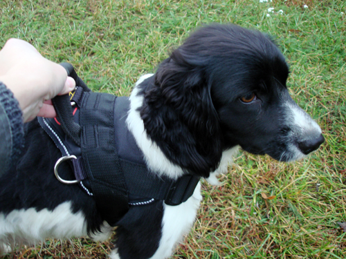 Spaniel Hundegeschirr