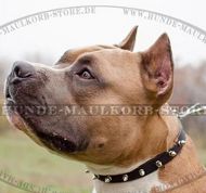 Hundehalsband mit Spikes für Amstaff Hundehalsband mit Spikes für Amstaff