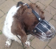 Springer Spaniel Maulkorb aus Draht, Gute Passform