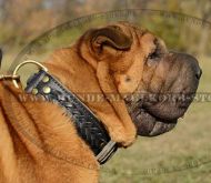 Extremely Wide Leather Collar Braided for Shar-Pei